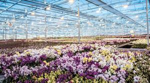 Flowers growing in Double H Nurseries glasshouse